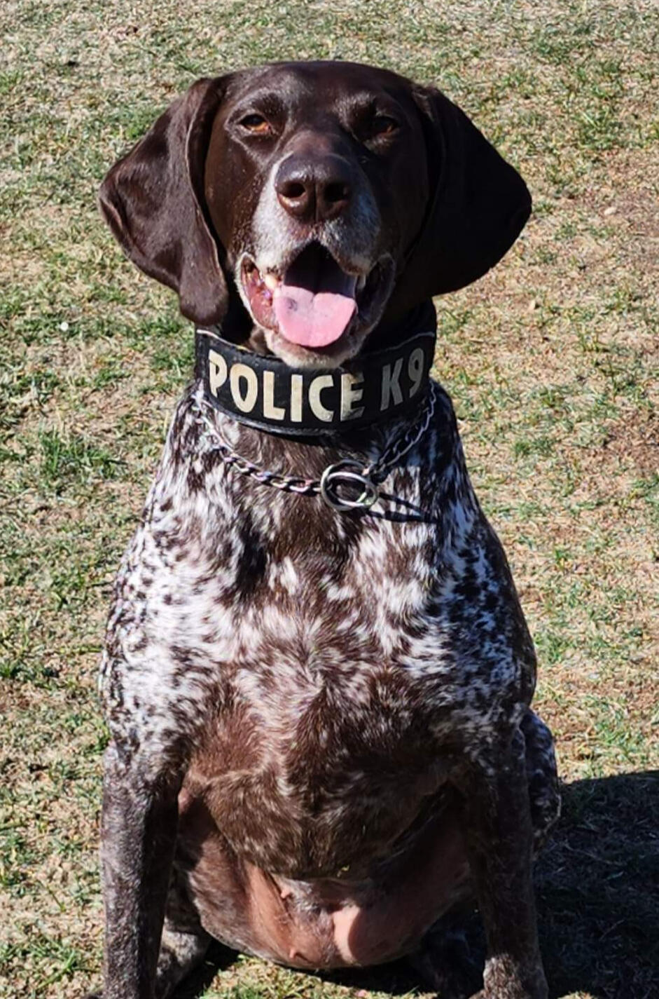 K9 Bela K9 Bela
